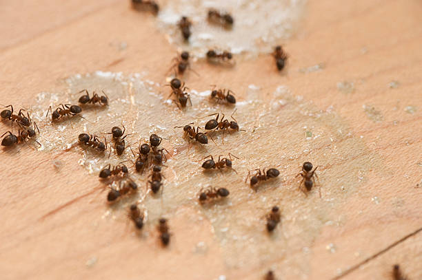 Best Residential Pest Control  in Roland, OK