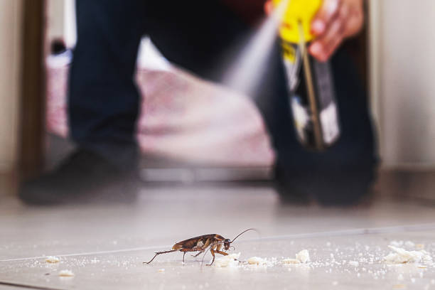 Best Spider Control Near Me  in Roland, OK