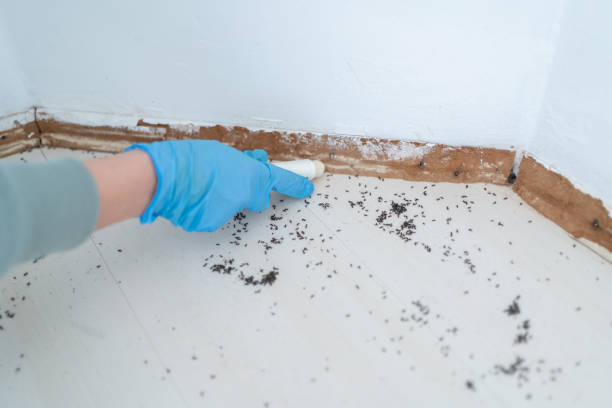 Best Termite Control Services  in Roland, OK